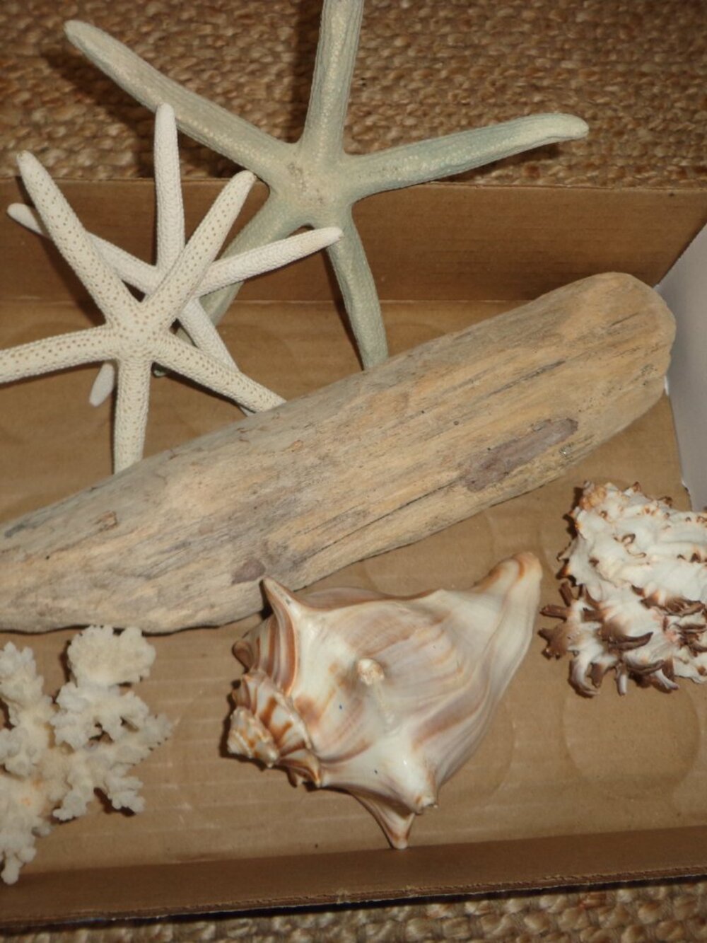 Assortment of Various Sea Shells/Sea Life Driftwood Nature's Beauty - Picture 2 of 8
